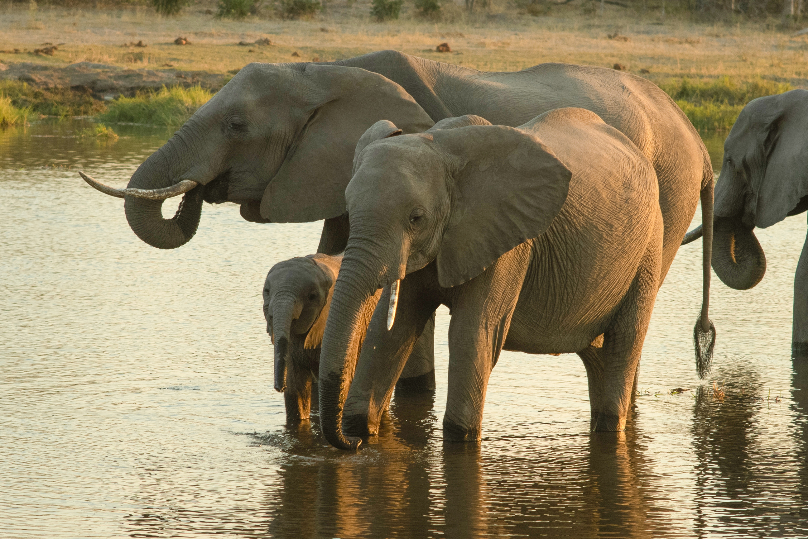 Take a night Game Drive in the Okavango Delta