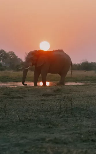 Travellers watch an elephant at sunset during a safari on the Contiki Best of Botswana & Victoria Falls Tour