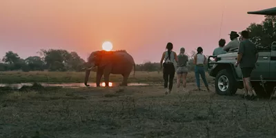 Travellers watch an elephant at sunset during a safari on the Contiki Best of Botswana & Victoria Falls Tour