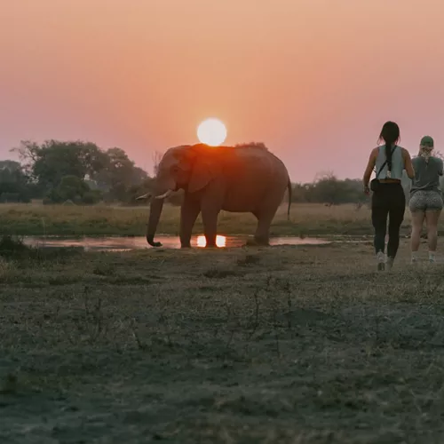 Travellers watch an elephant at sunset during a safari on the Contiki Best of Botswana & Victoria Falls Tour