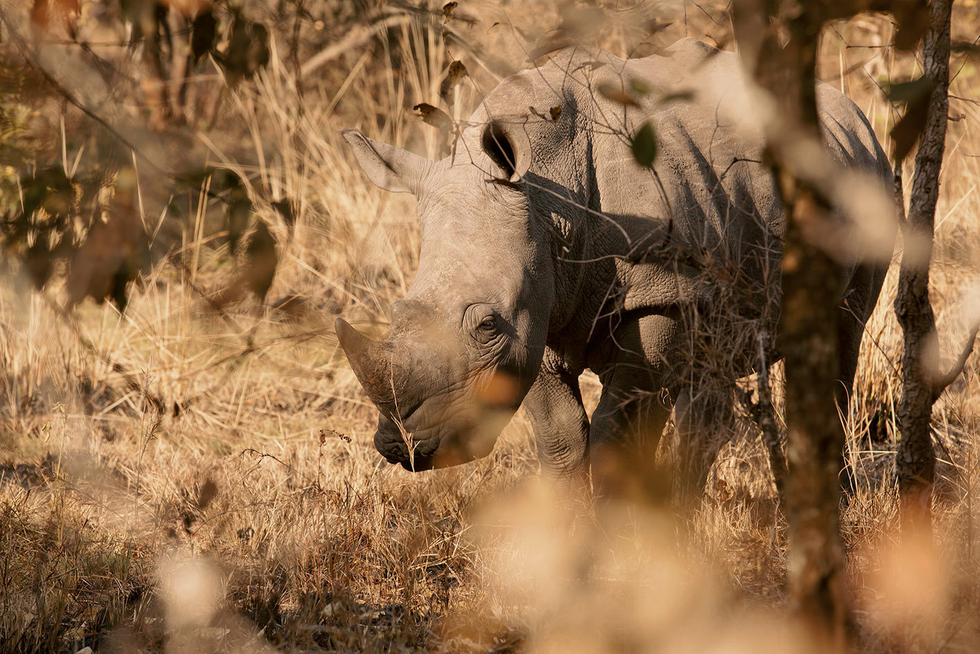 Visit Ziwa Rhino Sanctuary