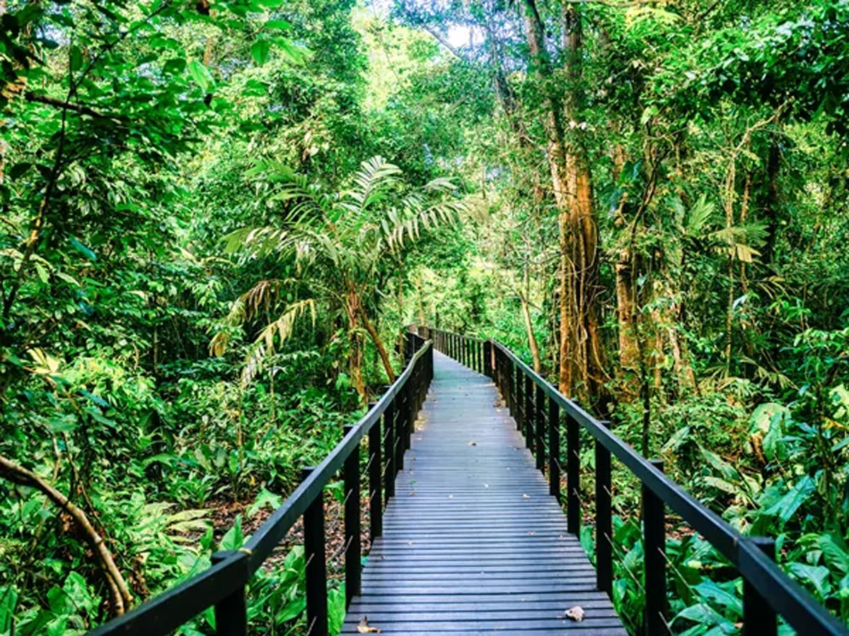 Narrow Wood Bridge Trees Around