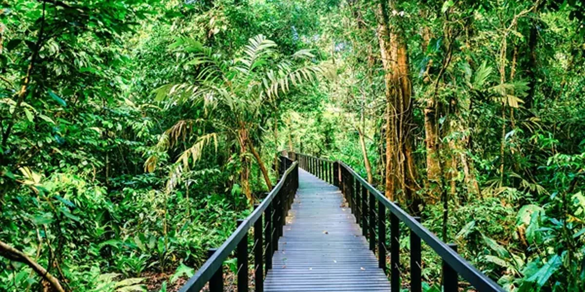Narrow Wood Bridge Trees Around
