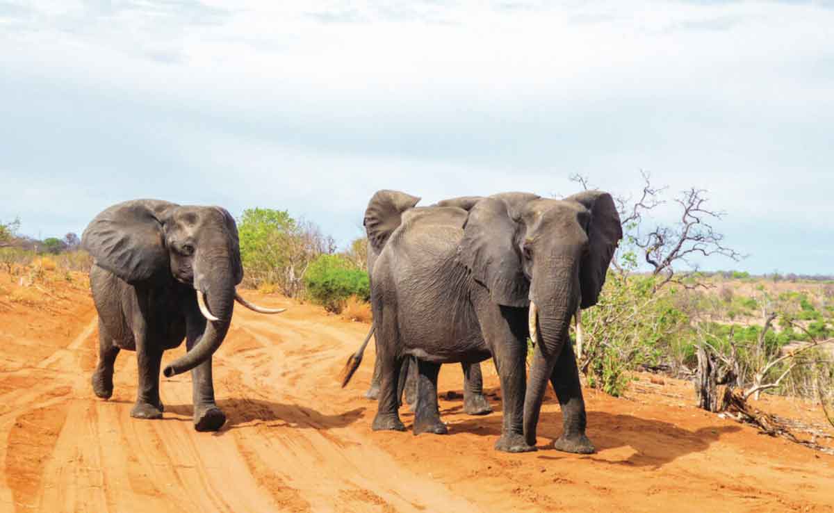 Elepahnts Walking Down Dust Road