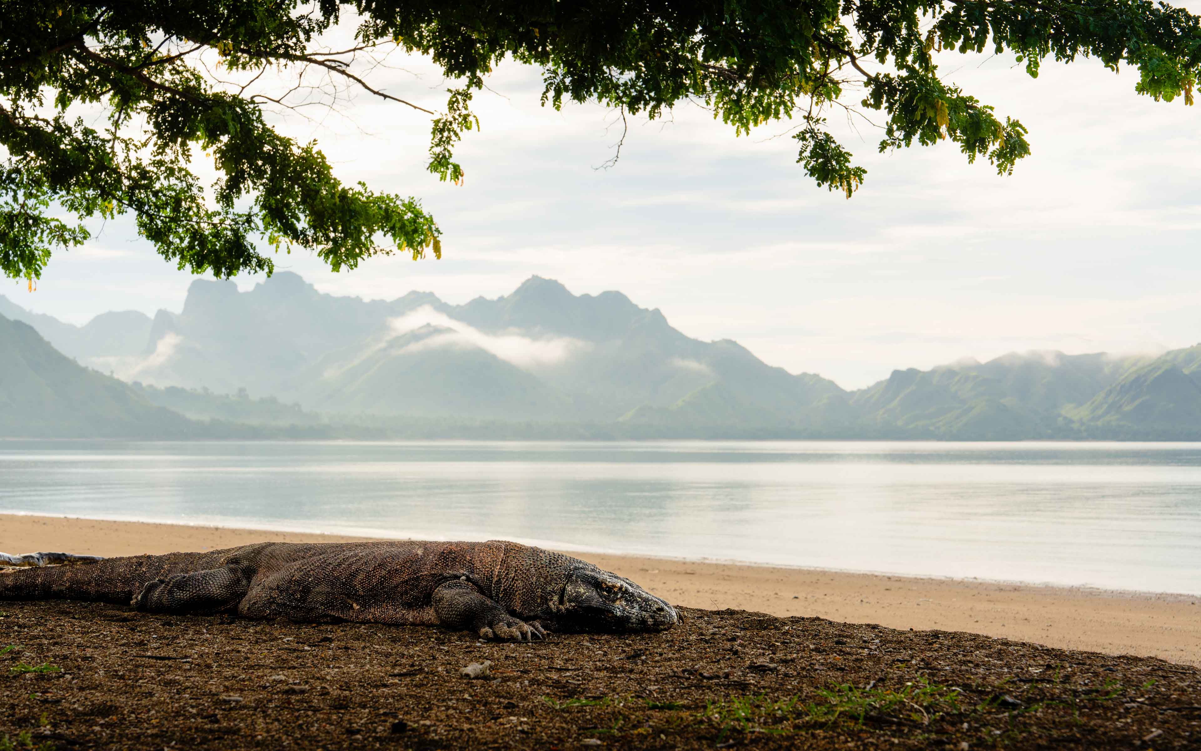 Dragon in Komodo Island, Indonesia