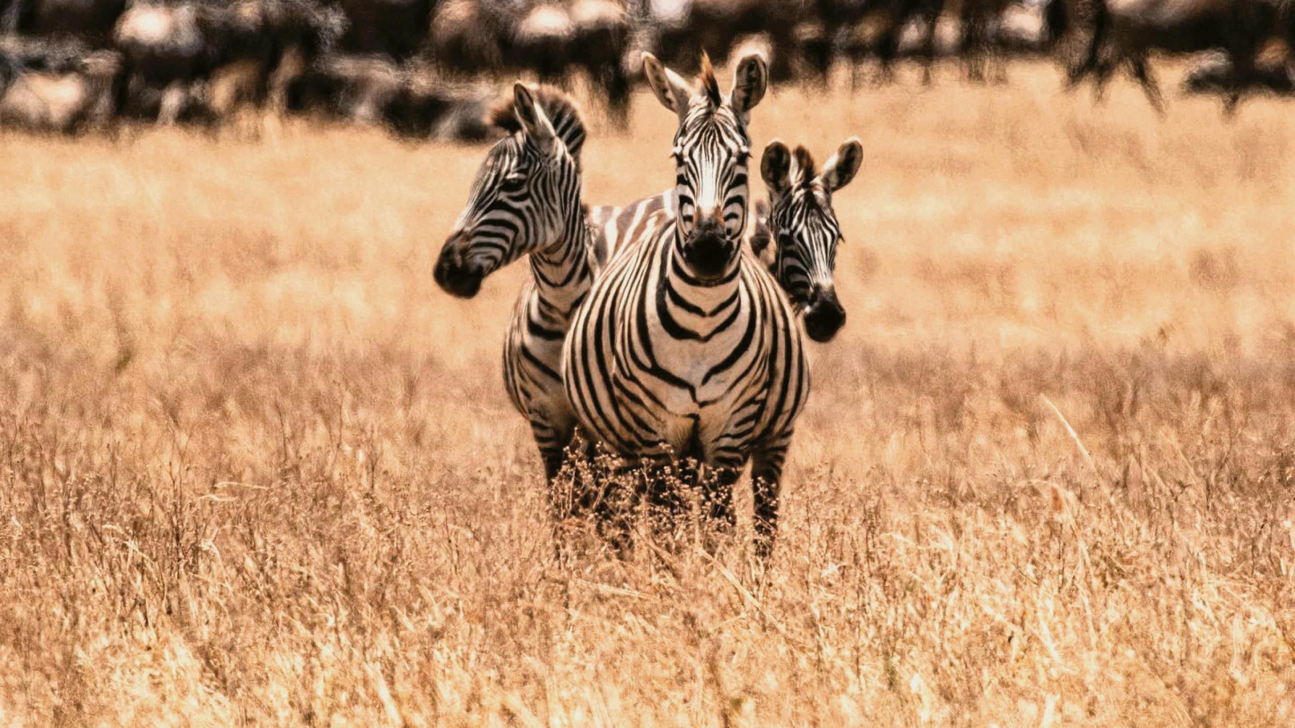 Three zebras standing in golden grass on safari in East Africa.