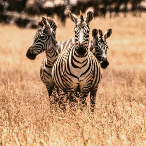 Three zebras standing in golden grass on safari in East Africa.