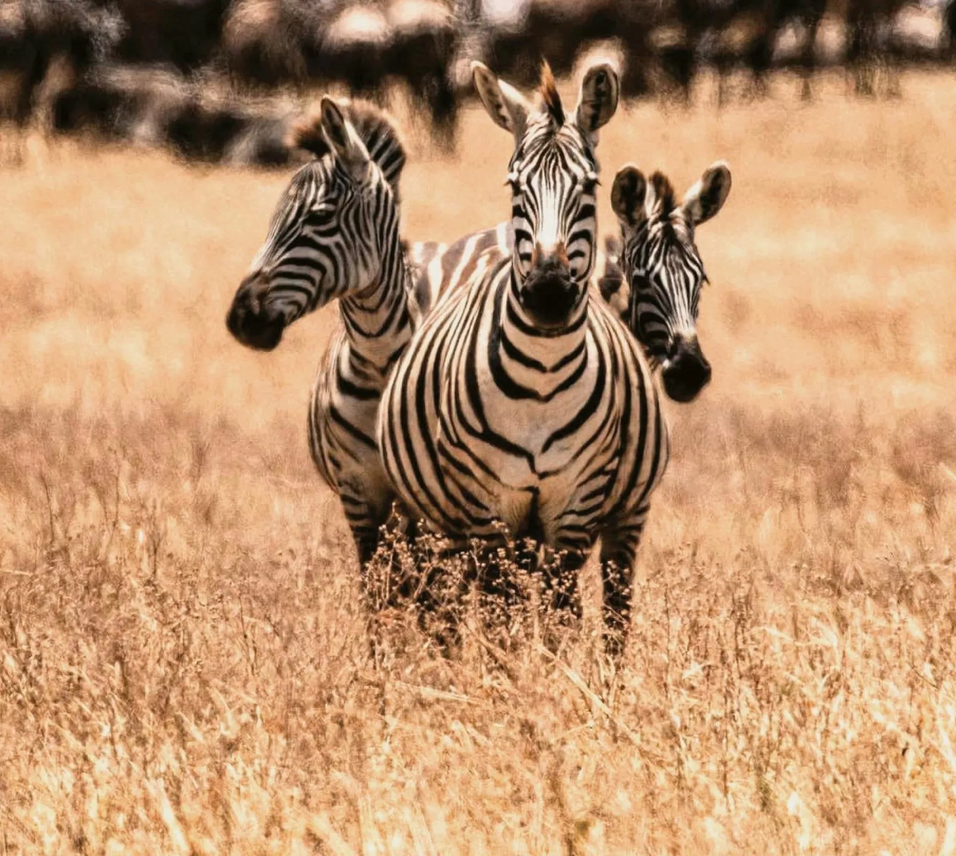 Three zebras standing in golden grass on safari in East Africa.