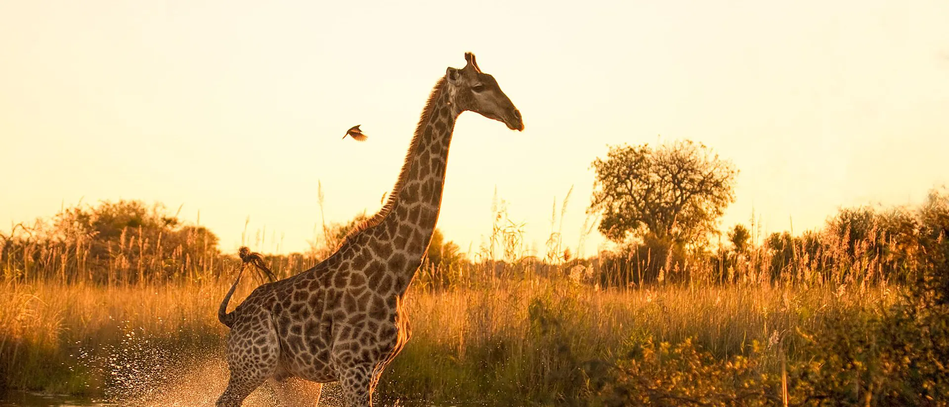 Giraffe running through water in African safari
