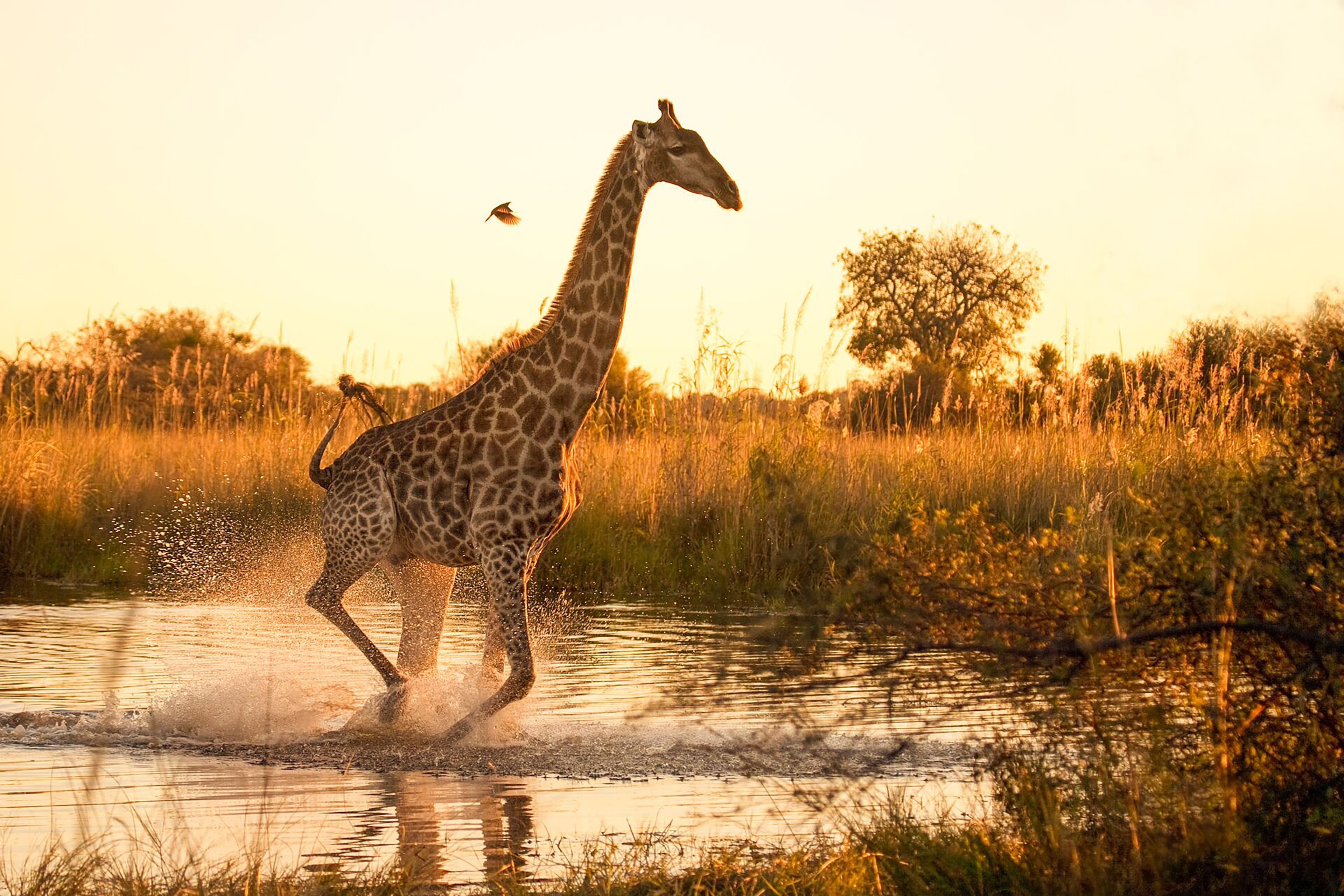 Giraffe in Nairobi