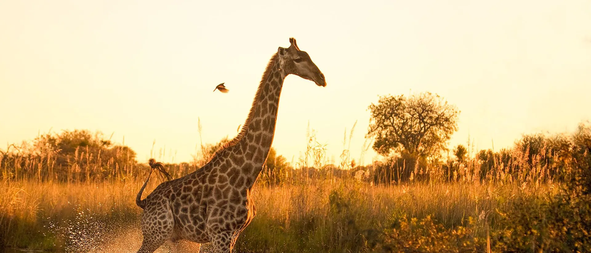 Giraffe in Nairobi