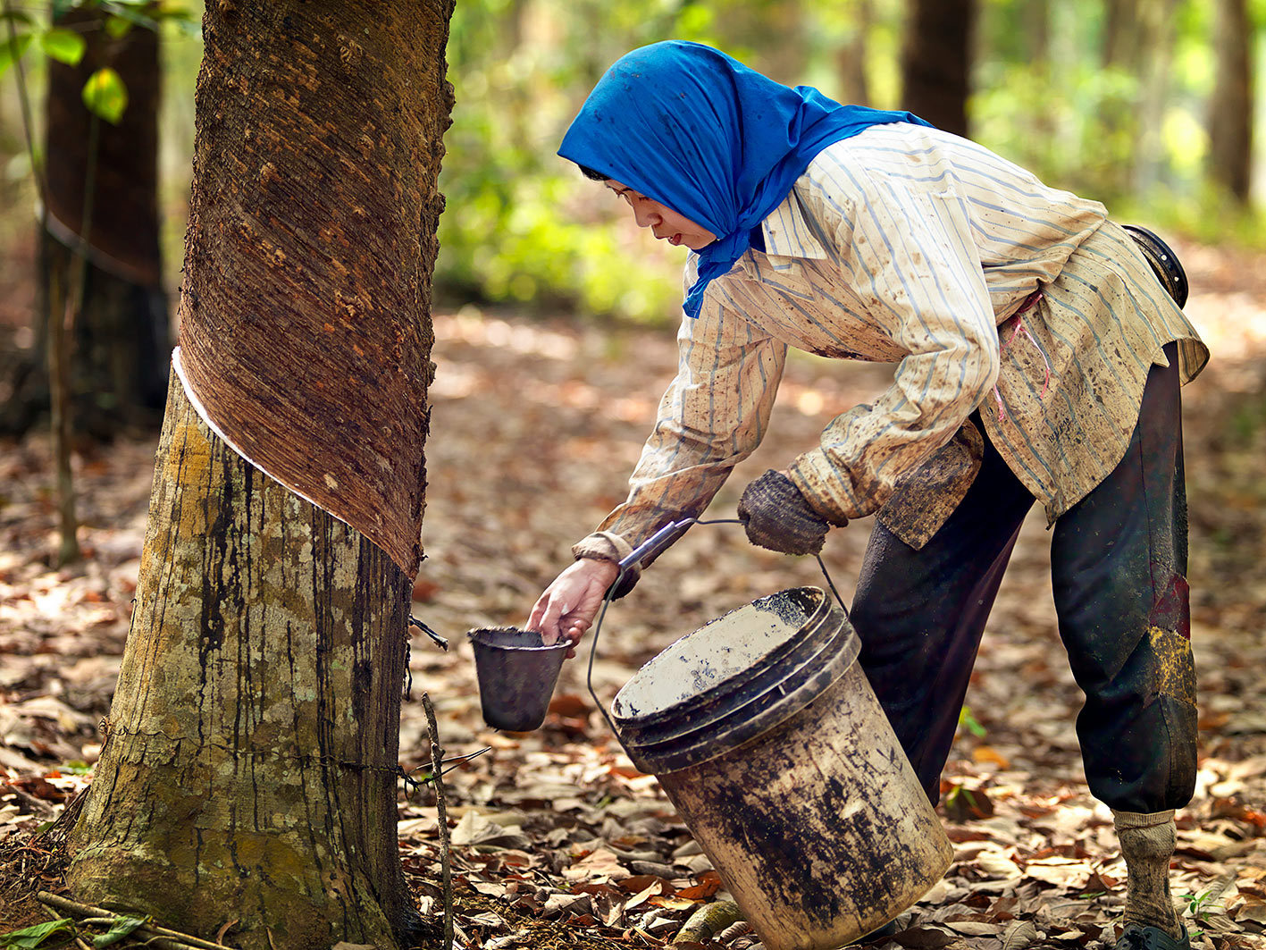 Try Rubber Tapping with a Local Farmer