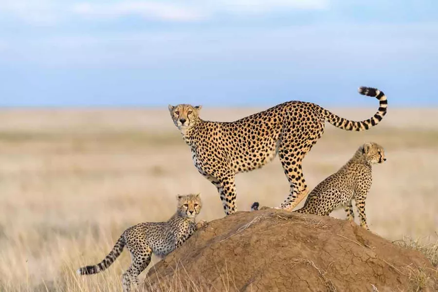 Cheetah Male Walking And Looking For Prey Tanzania
