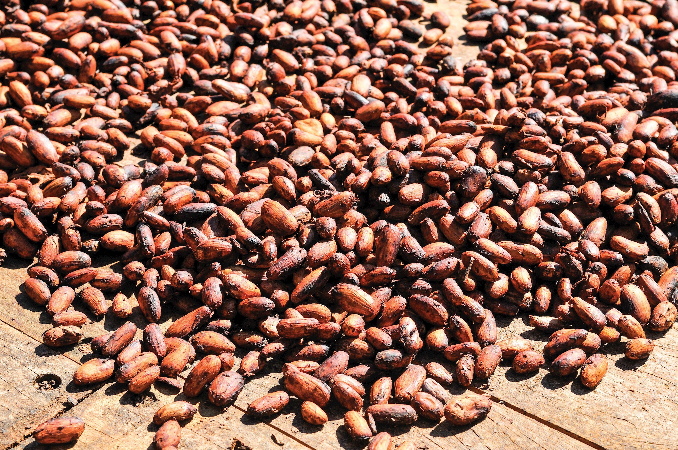 Cocoa beans in Arenal, Costa Rica