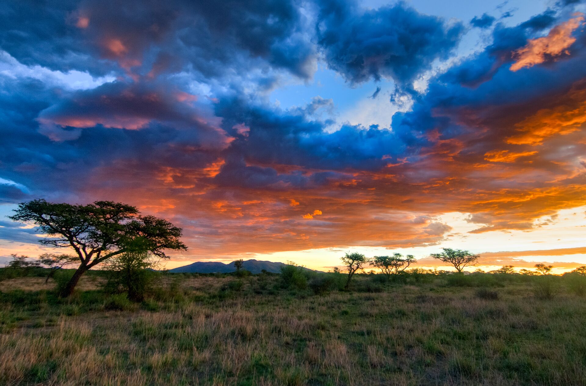 Scenic blue and orange sunset with tree in the foreground in Namibia