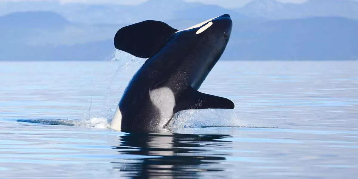 Killer Whale Breach Norway (1)