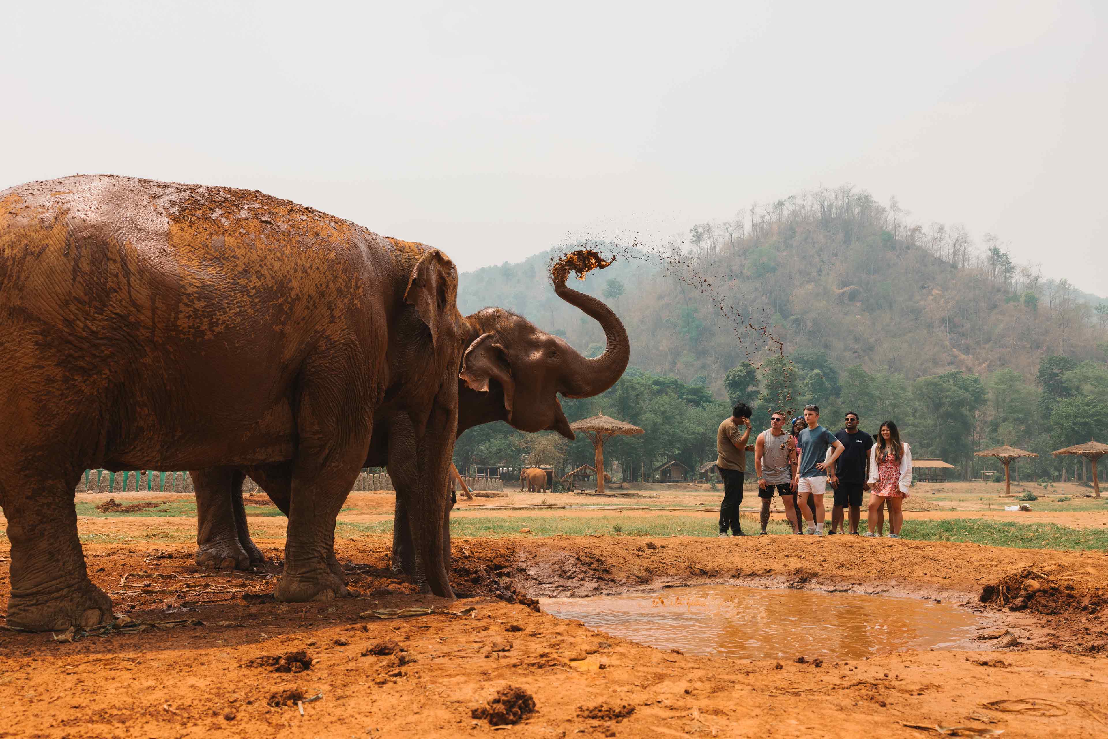 People Looking At Elephants