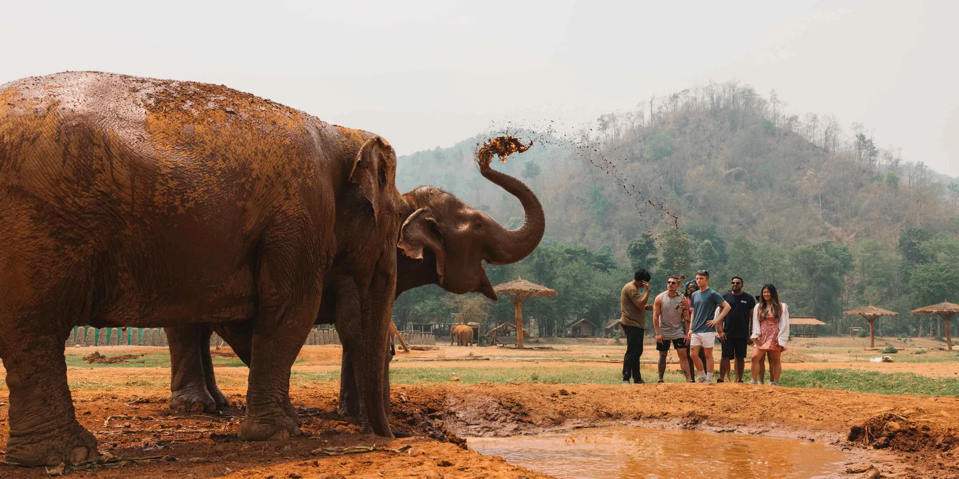 People Looking At Elephants