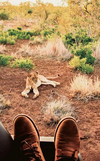 Lion resting beside a safari track viewed from an open safari vehicle in Kruger National Park, South Africa, on the Contiki Kruger & Eswatini Safari 35 to 45 Tour