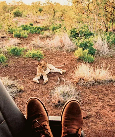 Lion resting beside a safari track viewed from an open safari vehicle in Kruger National Park, South Africa, on the Contiki Kruger & Eswatini Safari 35 to 45 Tour