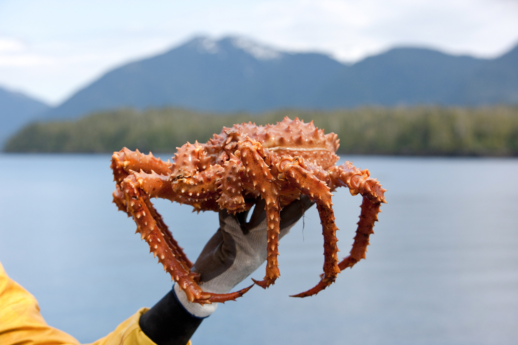Crab fisher holding up a king crab