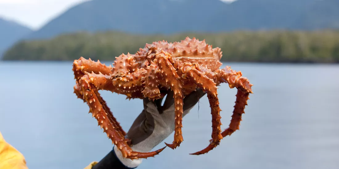 Crab fisher holding up a king crab