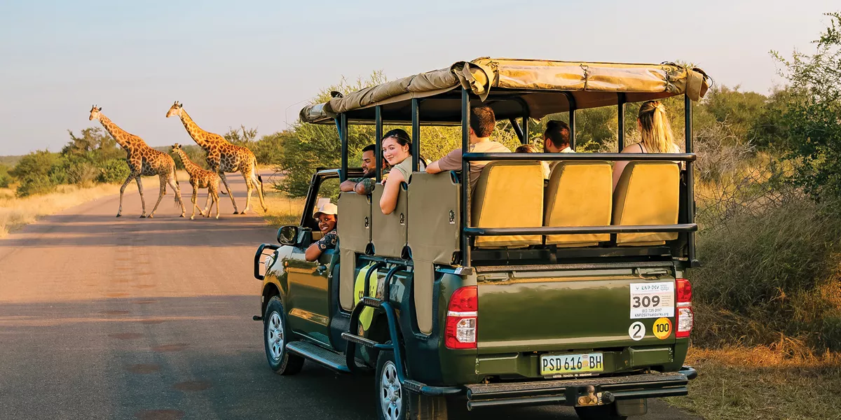 Contiki Safari Vechile In Front Of Giraffes In Africa