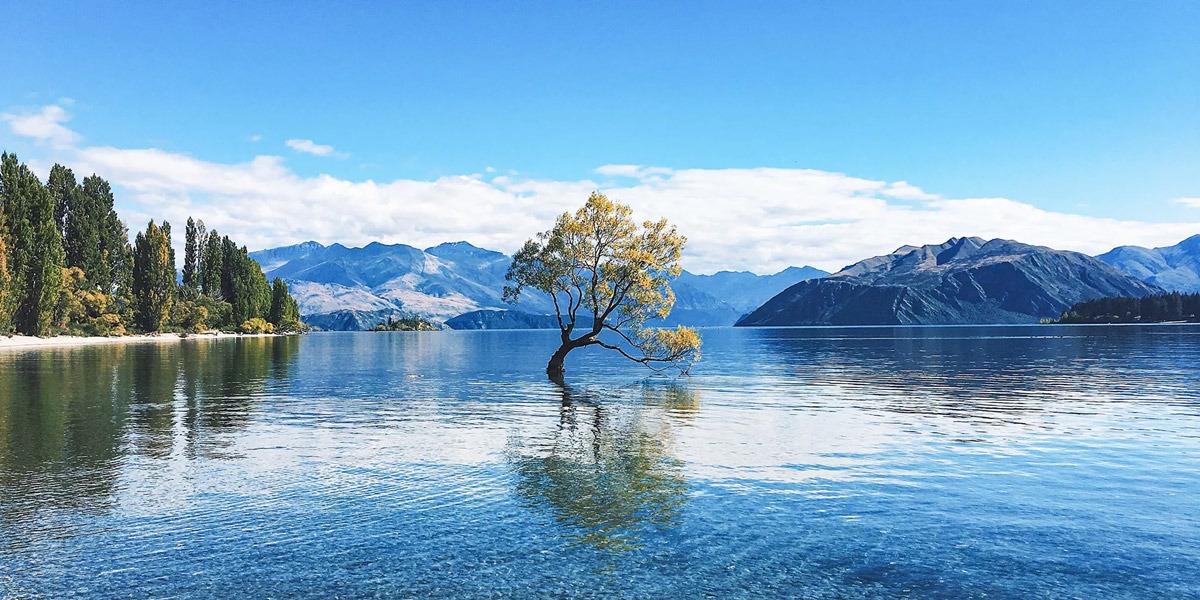 A small tree in the middle of a lake in New Zealand.