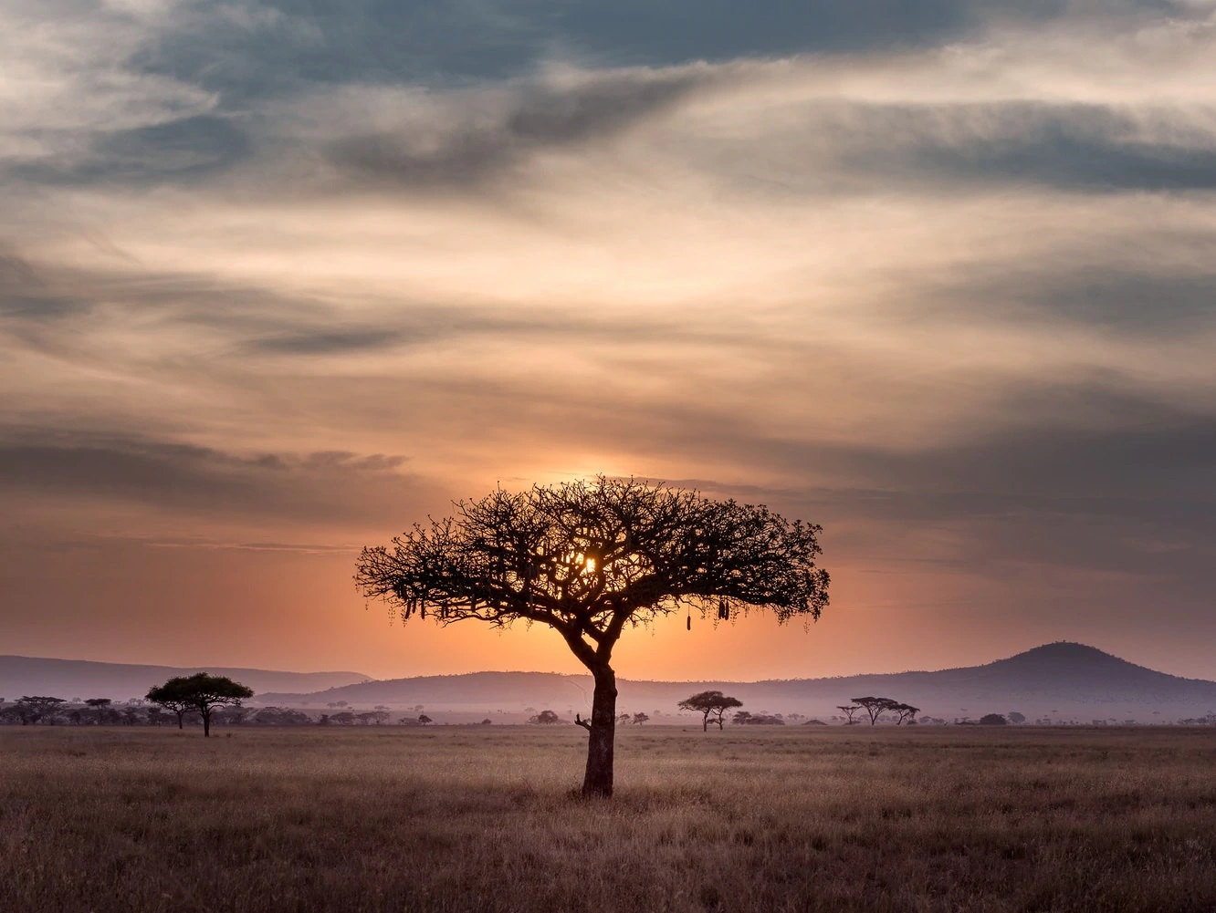 Savanna Tree At Dusk in Serengeti 