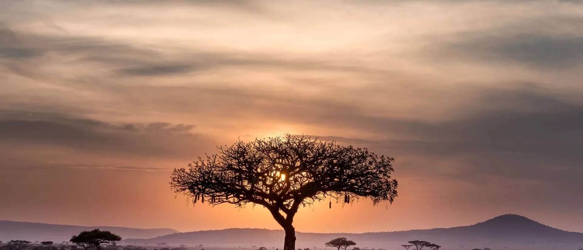 Savanna Tree At Dusk in Serengeti