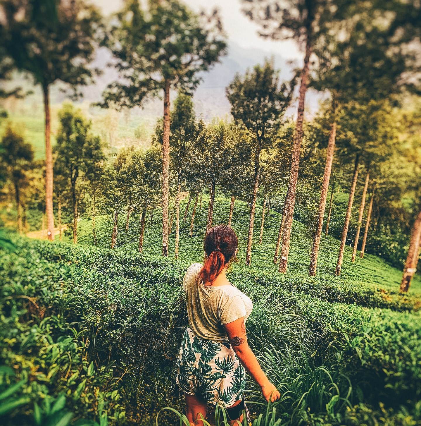 Hit up a Tea Plantation 