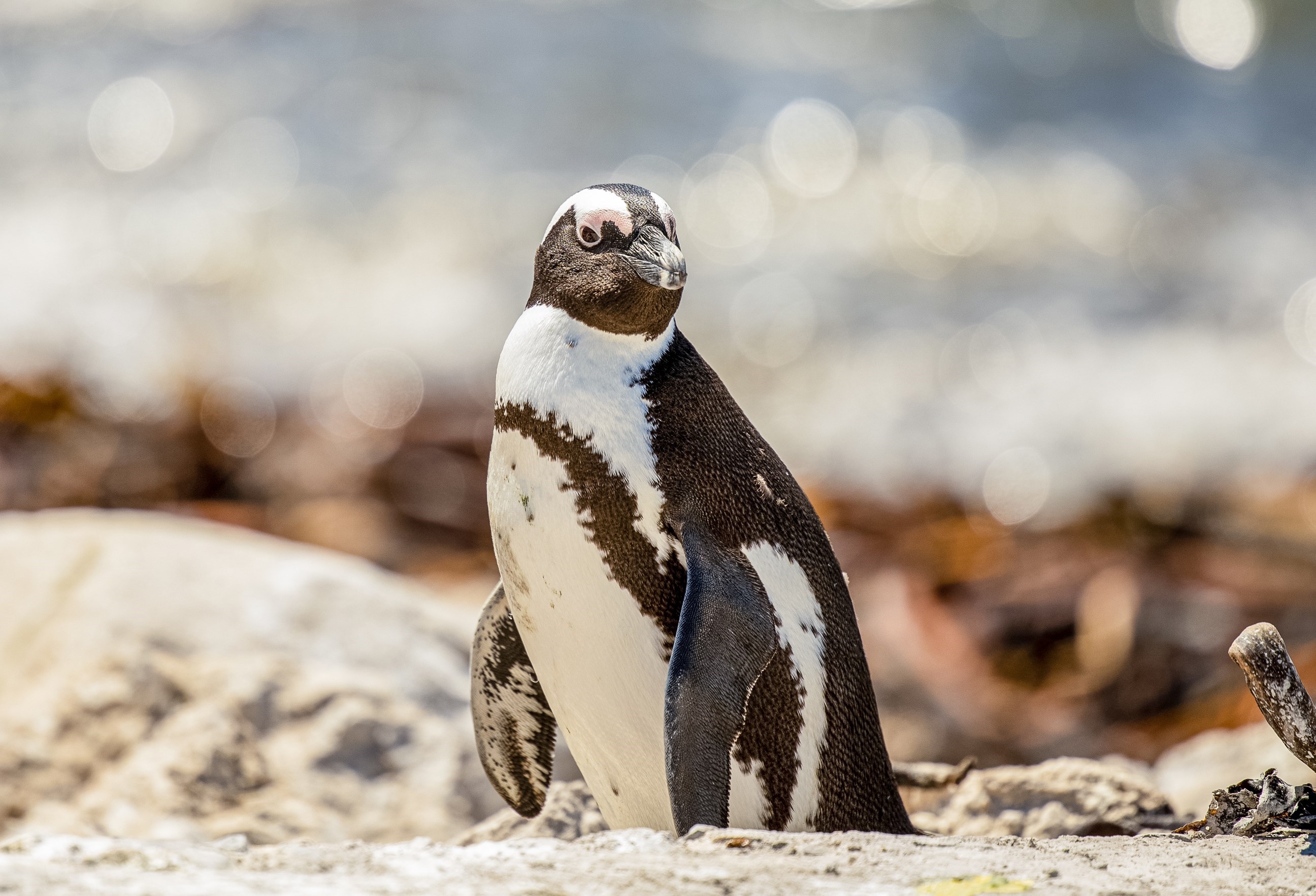 See Penguins at Stony Point