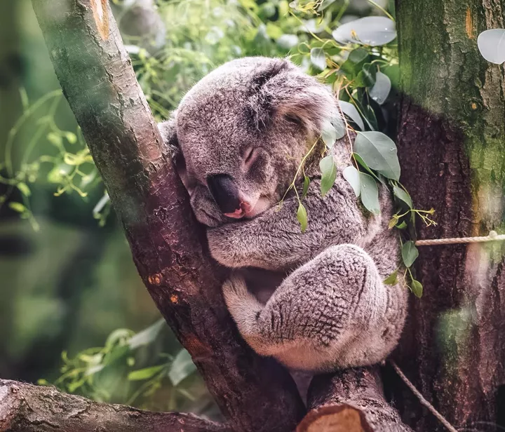 See how injured and orphaned koalas are recovering at Bungalow Bay sanctuary, Magnetic Island.