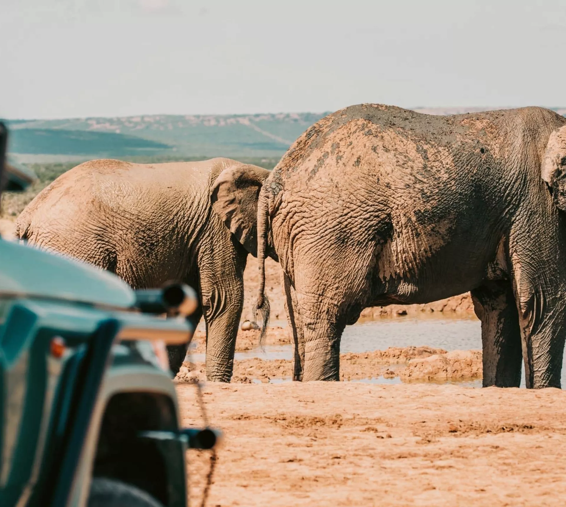 Elephants standing at a waterhole beside safari vehicles in Addo Elephant National Park, South Africa, on the Contiki Garden Route & Addo 35 to 45 Tour
