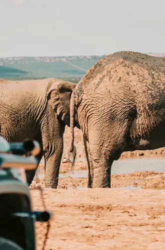 Elephants standing at a waterhole beside safari vehicles in Addo Elephant National Park, South Africa, on the Contiki Garden Route & Addo 35 to 45 Tour