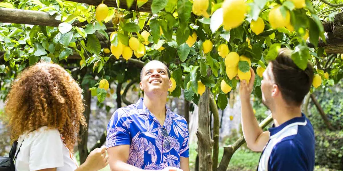 Group Of Travels Exploring Lemon Grove On Amalfi Coast Italy 0545Eurs2019b