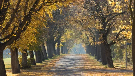 Park Path Trees Around Autumn