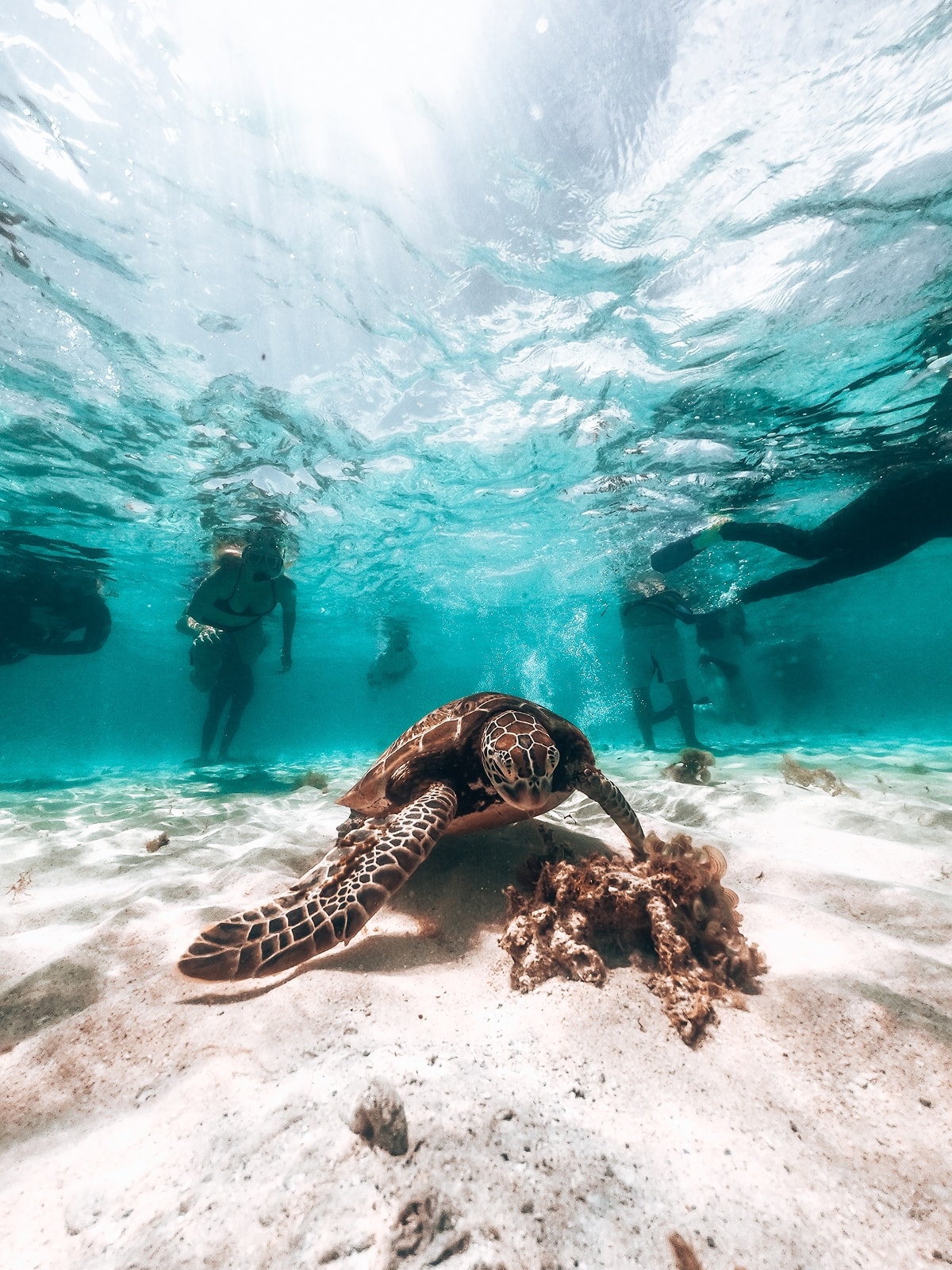 Sea turtle swimming above the sandy seabed as travellers snorkel in the Great Barrier Reef near Cairns, Australia.