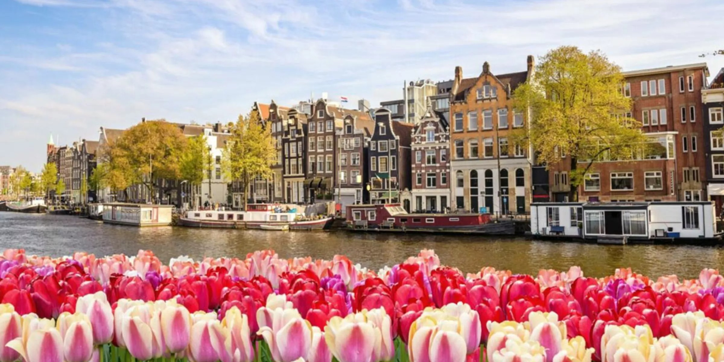 Tulips And A Building Sunny Day 