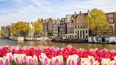 Tulips And A Building Sunny Day