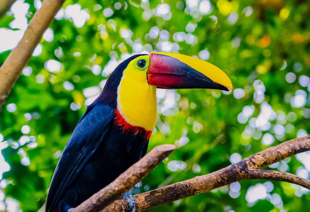 Tucan in it's natural habitat, Costa Rica