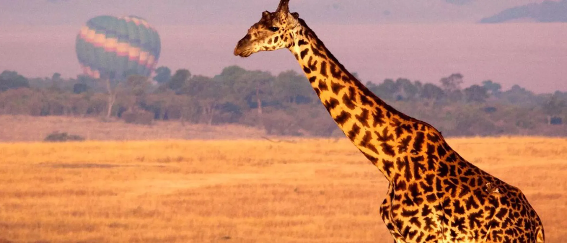 Image of Giraffe while having Safari