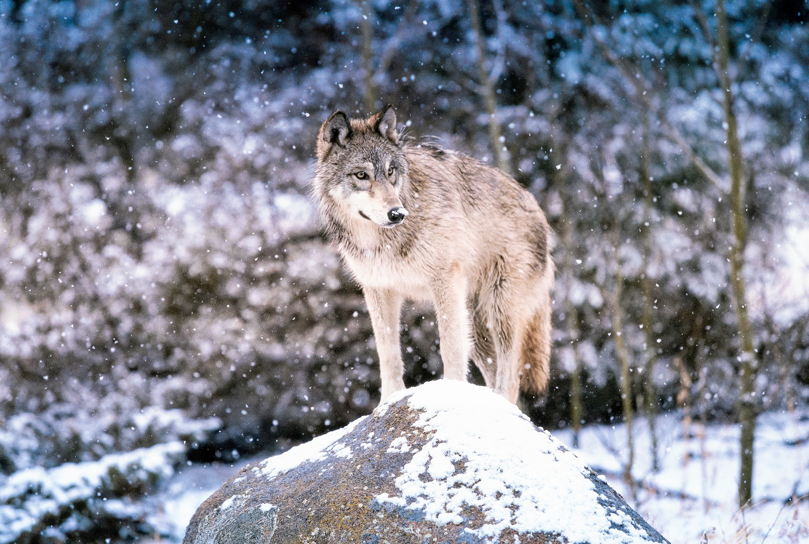 Hang with Wolfdogs at Yamnuska Sanctuary MAKE TRAVEL MATTER® Experience
