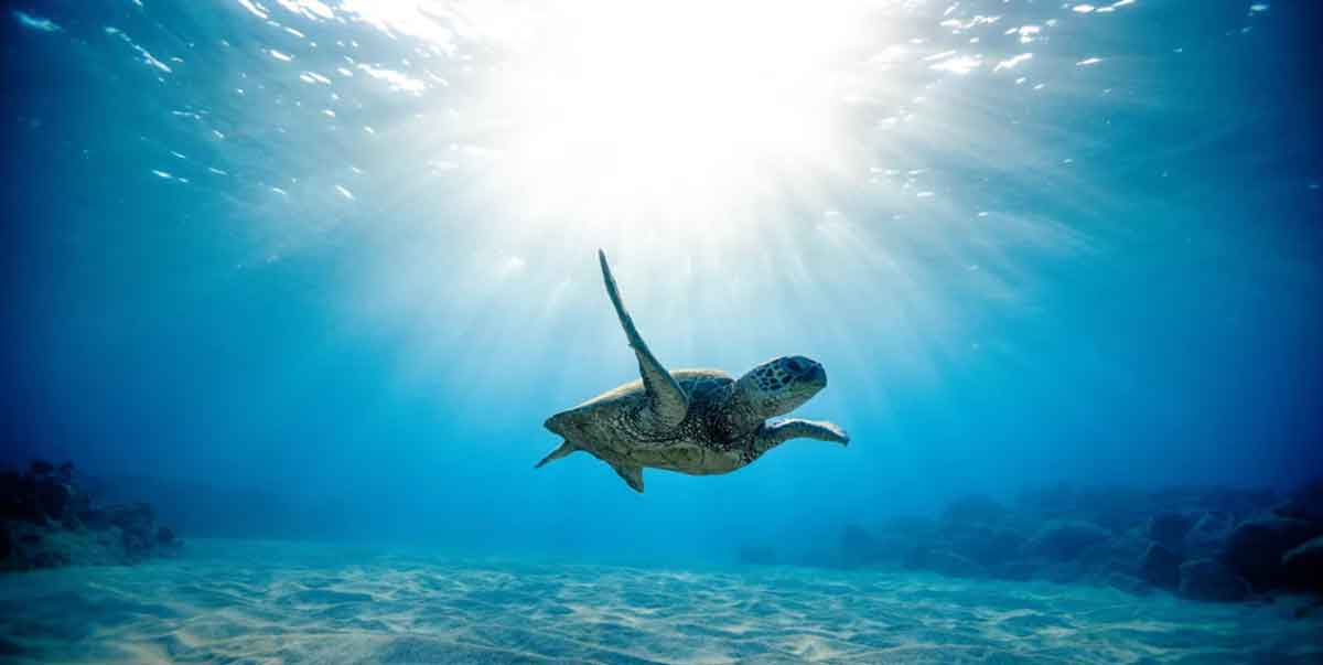 Magestic Shot Of Turtle In Sea