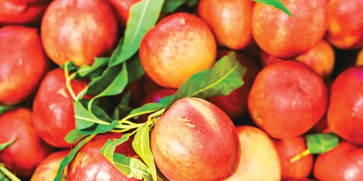 Locally Grown Peaches