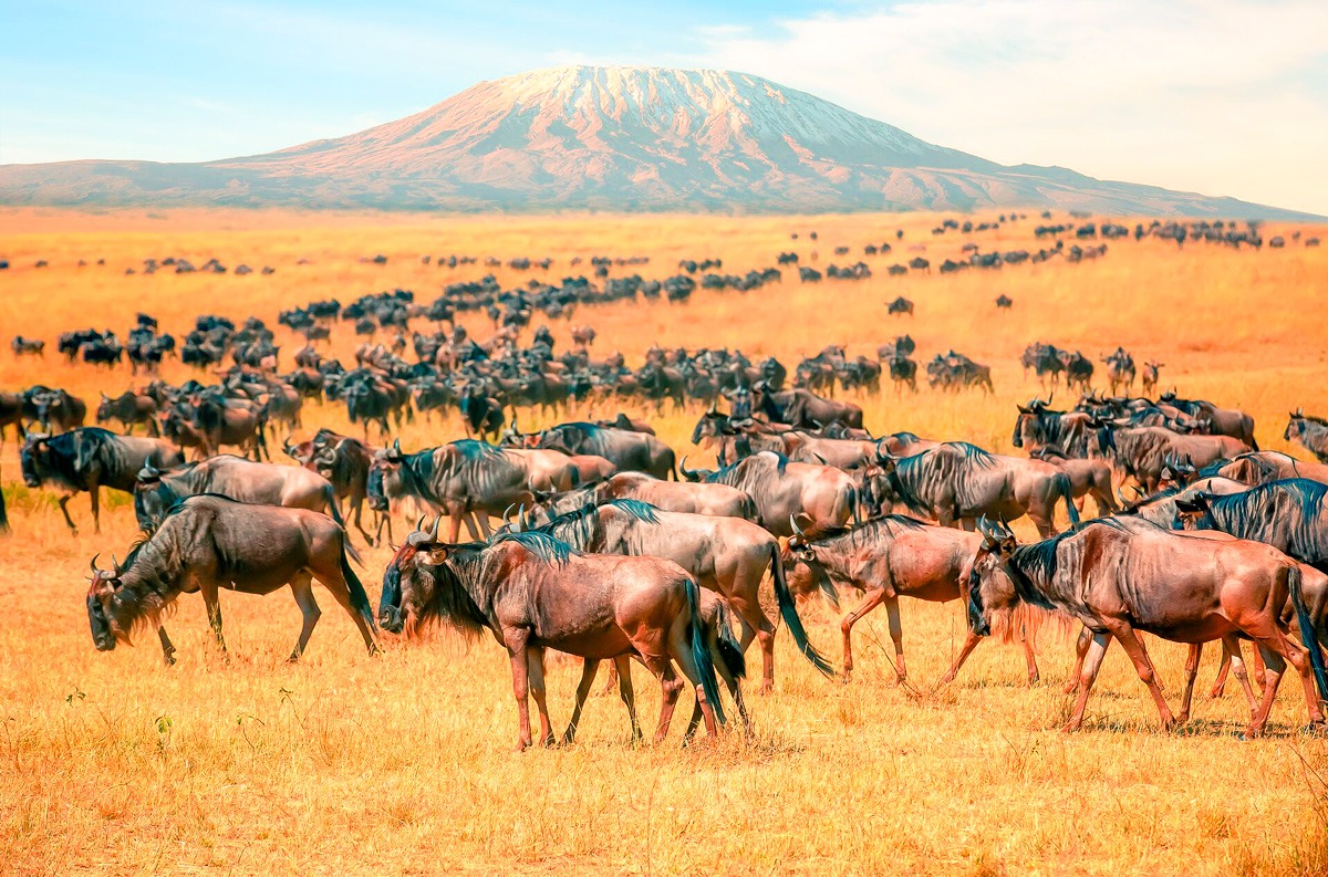 Wildebeest herd at wild Mt Kilimanjaro in Kenya.