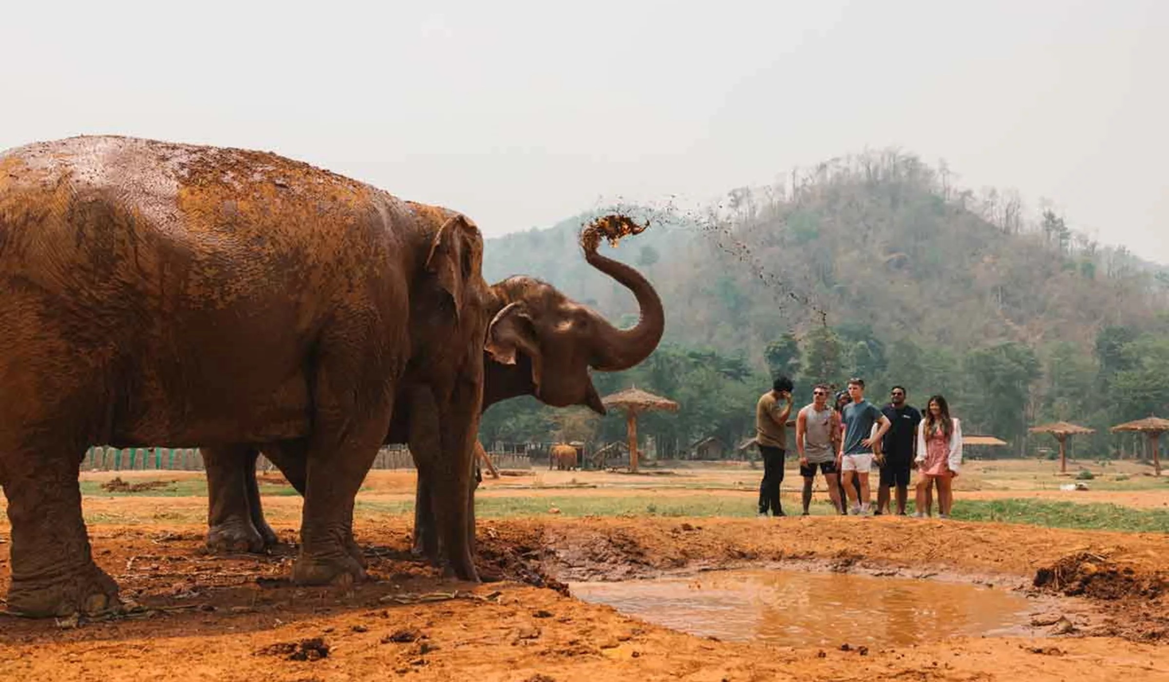Elephgants In Thailand Sanctuary