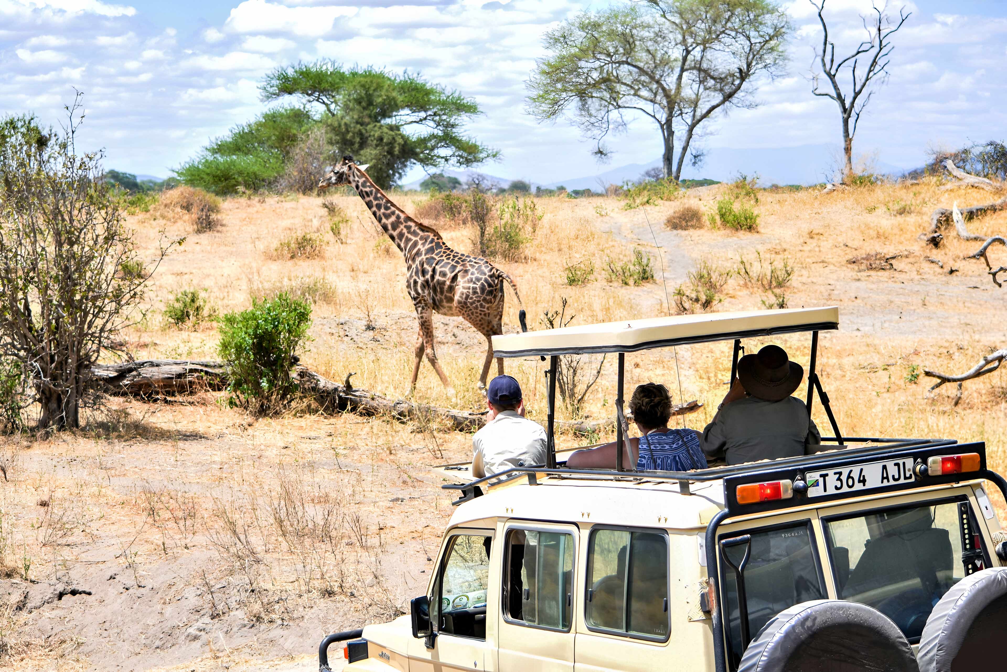 Safari Giraffe Viewing