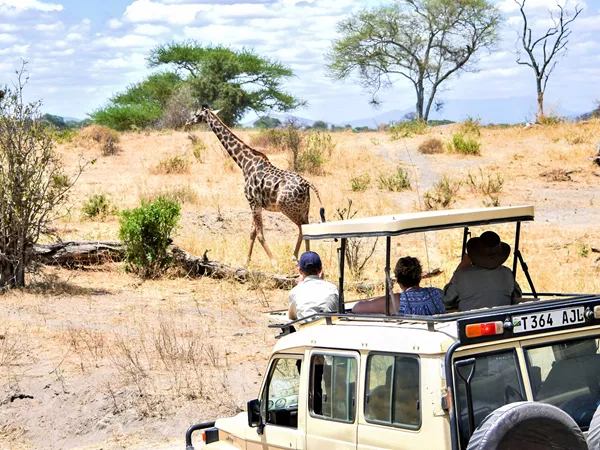 Safari Giraffe Viewing