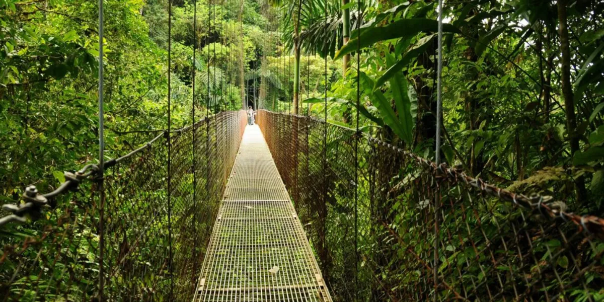 Narrow Bridge Nature Around It